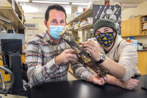 Important Invertebrates